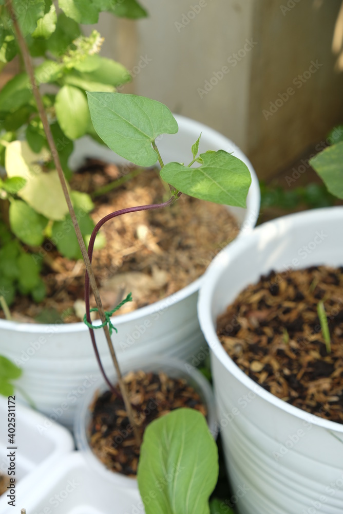 Close-up of green bean seedlings. Close-up of green bean seedlings.