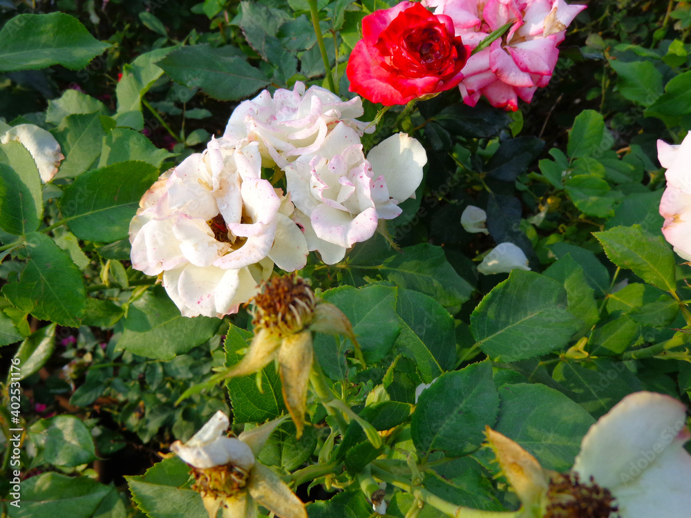 beautiful white rose flower in garden beautiful white rose flower in garden