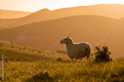 sheep in the mountains with sunset