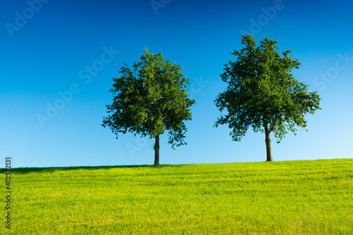 Two trees in a green field with a clear blue sky in the background