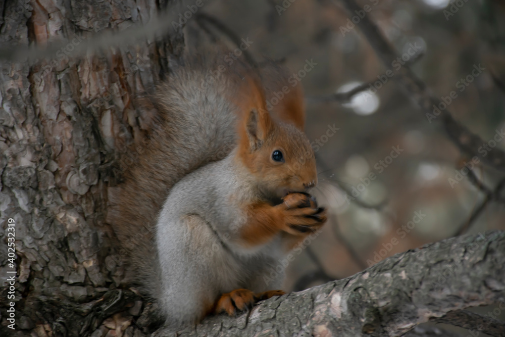 A squirrel eats a nut on a pine branch. Close-up. A squirrel eats a nut on a pine branch. Close-up.