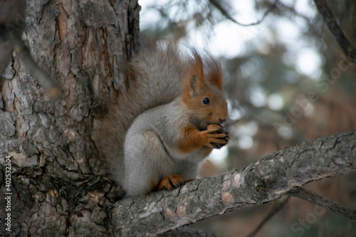 A squirrel eats a nut on a pine branch. Close-up.