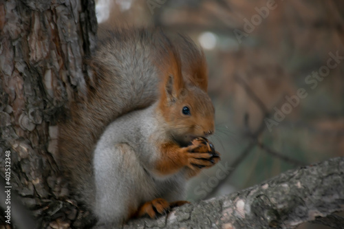 A squirrel eats a nut on a pine branch. Close-up. © Сергей Левин