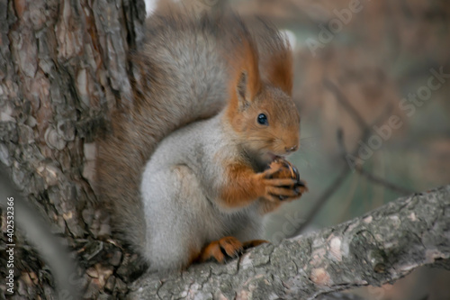 A squirrel eats a nut on a pine branch. Close-up.