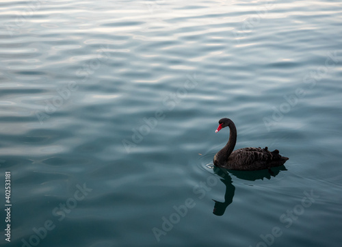 black swan on the peaceful blue lake