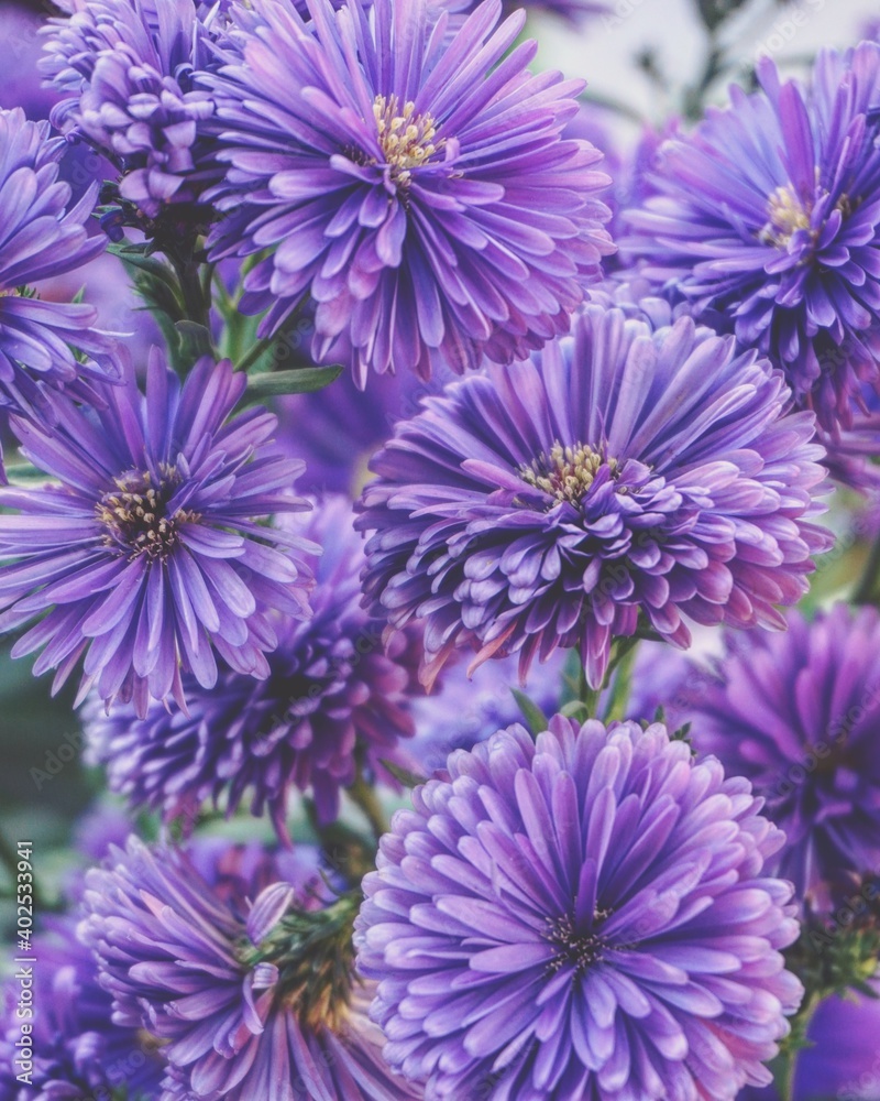 photo of michaelmas daisy flowers in the garden