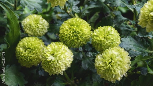 photo of green pom dahlia in the garden