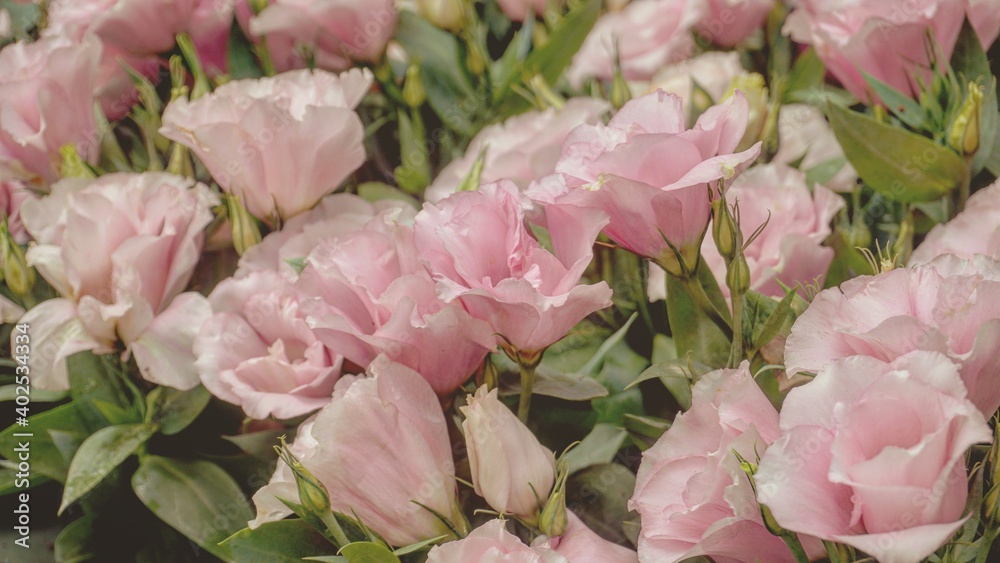 Fototapeta premium photo of artistic lisiant hus flowers in the garden
