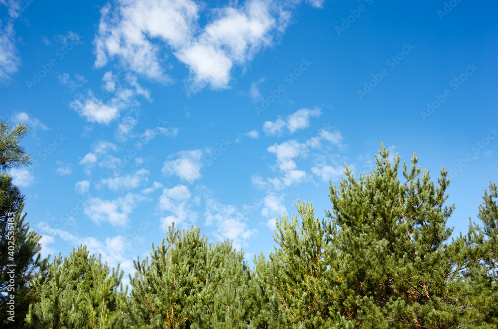 Pine trees against a blue sky with clouds on a sunny day