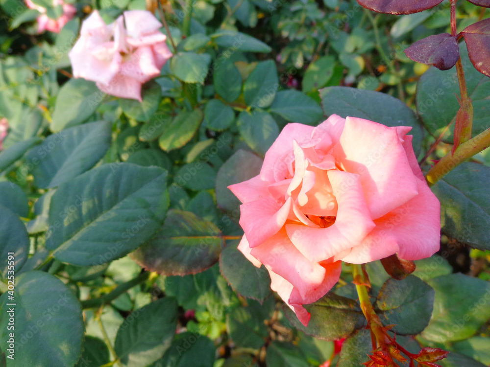 beautiful pink rose flower in garden beautiful pink rose flower in garden