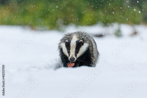 Hunting badger. European badger, Meles meles, runs in snow and showing pink paw. Wild animal in winter nature. Beast sniffs about prey in forest in snowfall. Habitat Europe, Western Asia.