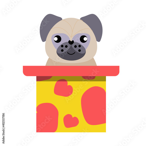 A puppy as a gift. Vector icon portrait of a small dog looking out of a box, drawn in the flat style. Cute pugr  puppy. Vector illustration in cartoon style. Toy dog