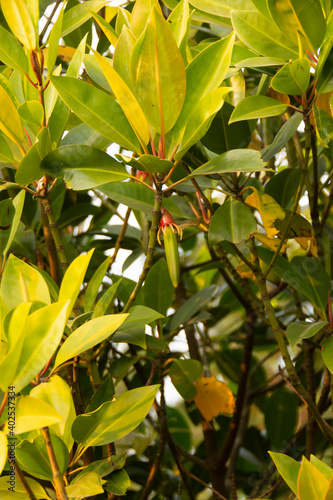 Bruguiera is a plant genus in the family Rhizophoraceae. It is a small genus of five mangrove species and three hybrids of the Indian and west Pacific Ocean region