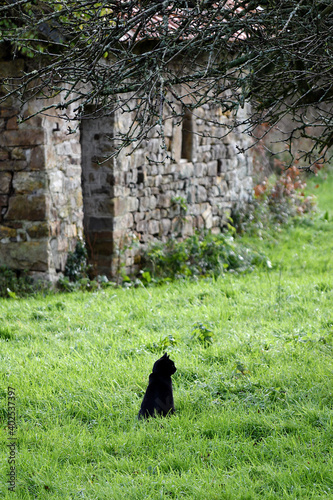 black cat in a garden in winter © Benambot