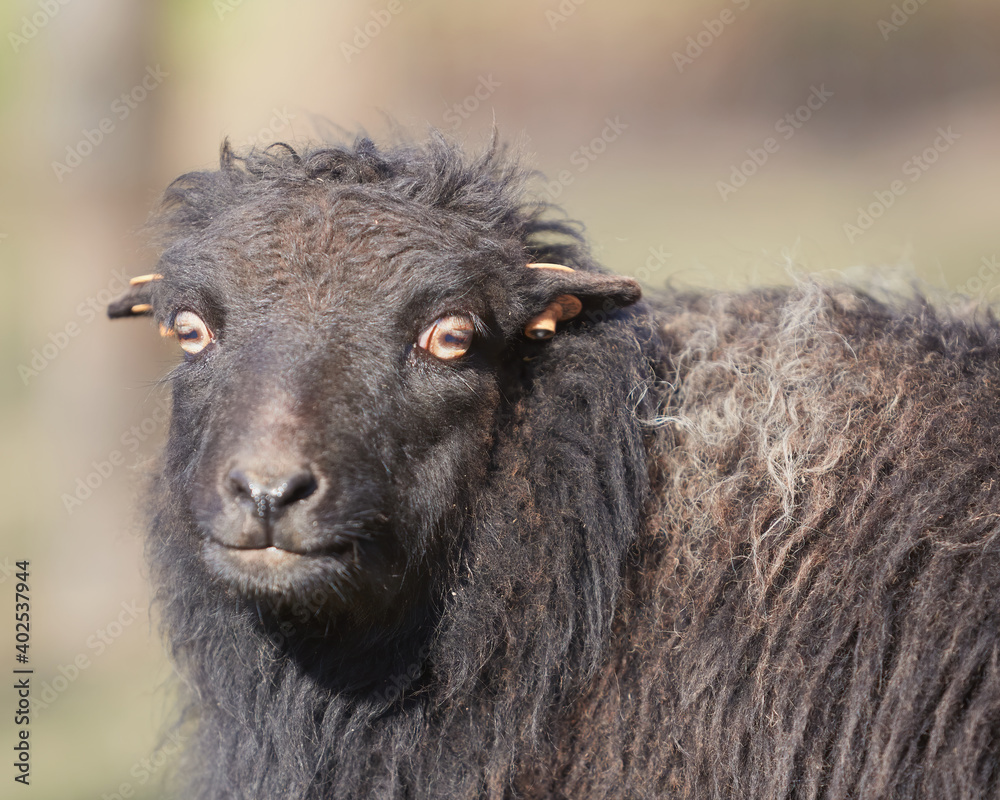 Portrait of female black ouessant sheep Portrait of female black ouessant sheep