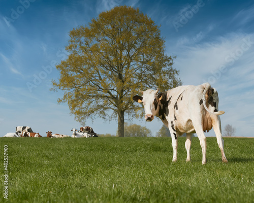 Milk cows on a meadow in Flanders
