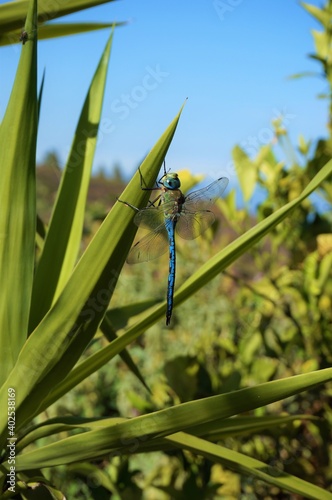 Blue dragonfly on a leaf