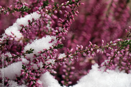 Erica carnea in the snow