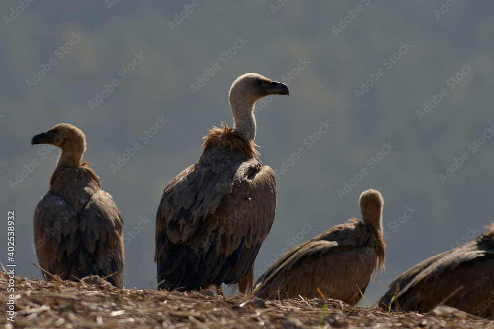 group of griffon vultures (Gyps fulvus) sunbathing in Malaga. Spain group of griffon vultures (Gyps fulvus) sunbathing in Malaga. Spain