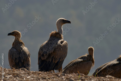 group of griffon vultures (Gyps fulvus) sunbathing in Malaga. Spain