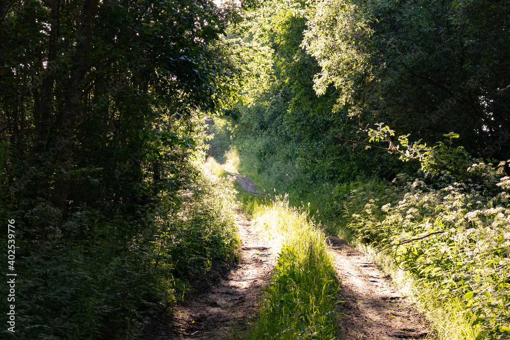 Forest road in the sun. Forest road at sunset in the golden rays of the sun. Forest road in the sun. Forest road at sunset in the golden rays of the sun.
