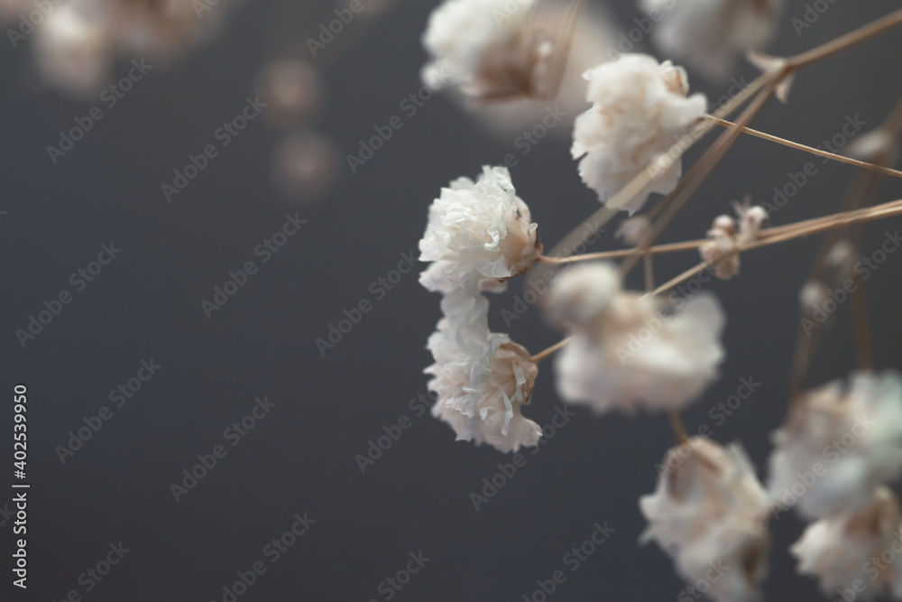 Gypsophila delicate romantic dry little white flowers wedding lovely bouquet on brown background macro with place for text