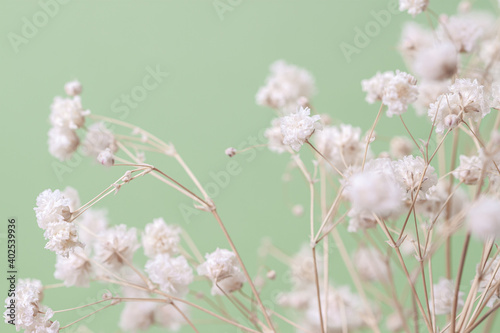 Gypsophila delicate romantic dry little white flowers wedding lovely bouquet on green background © Tanaly