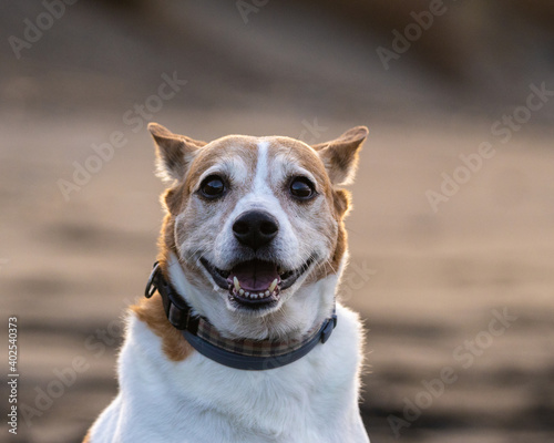 Smiling dog portrait.