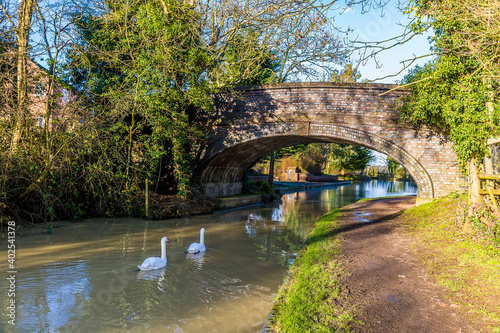 Swans passing under a bridge on the Grand Union canal approaching Debdale Wharf, UK on a sunny day