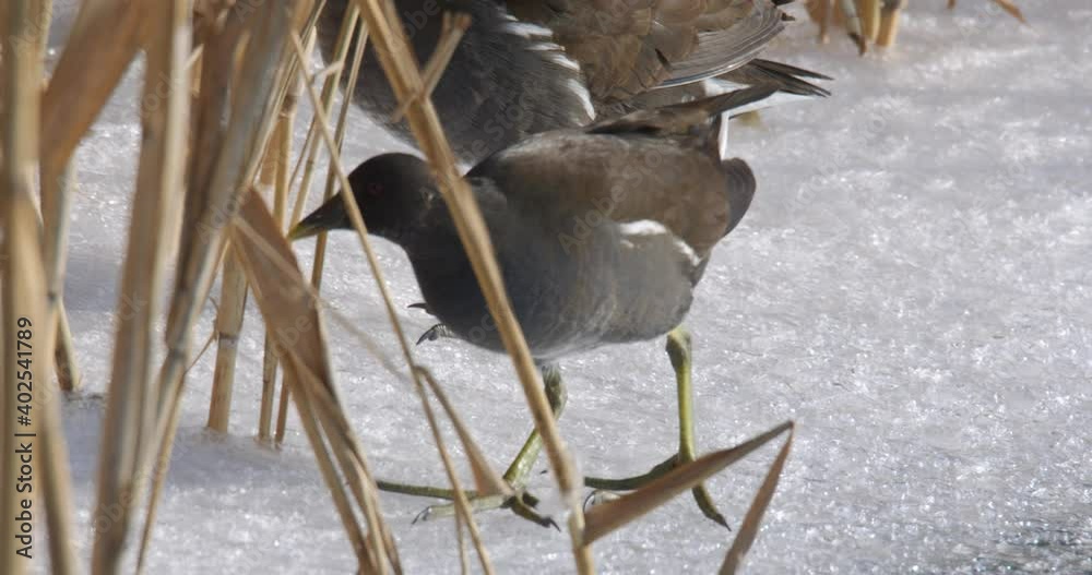 The spotted crake (Porzana porzana) walks on the ice, the Drava River