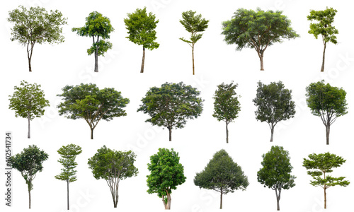 Set beautiful trees isolated on white background  Suitable for use in architectural design  Decoration work  Used with natural articles both on print and website.