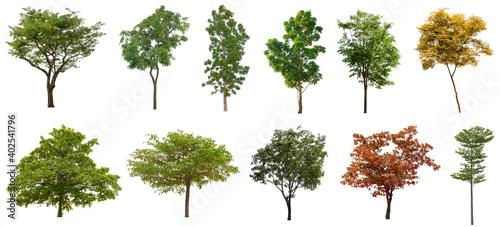 Set beautiful trees isolated on white background, Suitable for use in architectural design, Decoration work, Used with natural articles both on print and website.