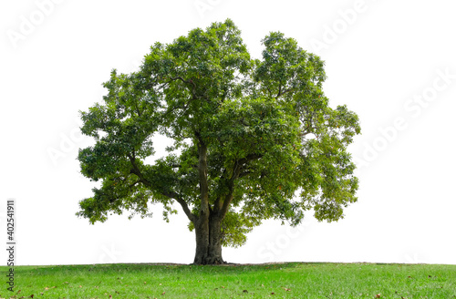 Beautiful tree in the garden isolated on white background. Suitable for use in architectural design or Decoration work.