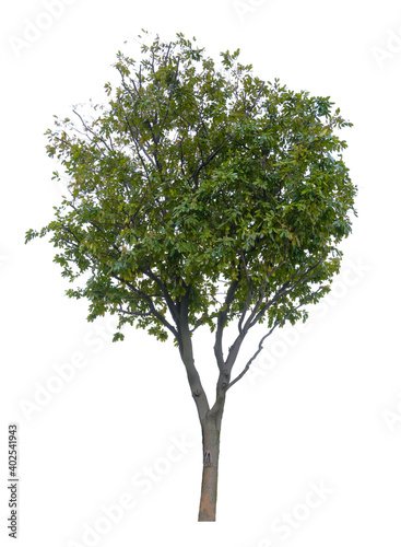 Beautiful tree isolated on white background. Suitable for use in architectural design or Decoration work. © Nudphon