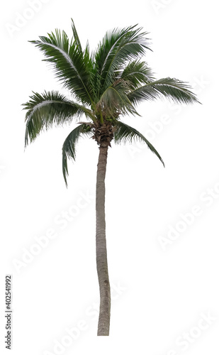 Beautiful palm tree isolated on white background. Suitable for use in architectural design or Decoration work.