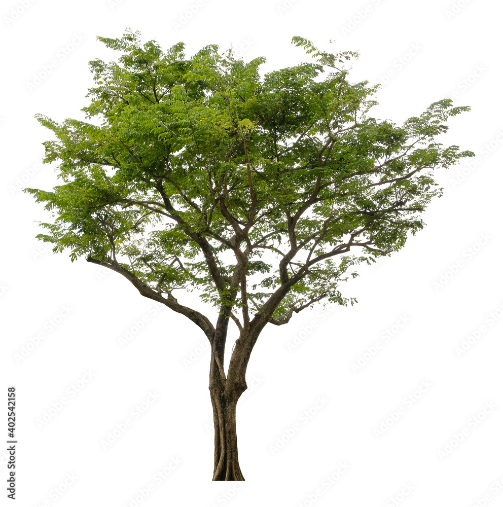 Obraz premium Beautiful tree isolated on white background. Suitable for use in architectural design or Decoration work.