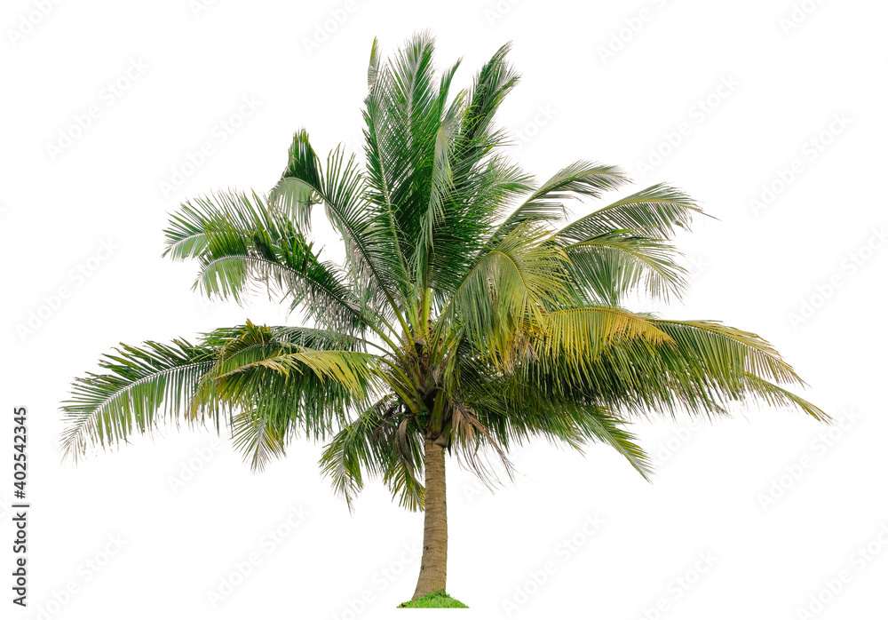 Beautiful coconut palm tree isolated on white background. Suitable for use in architectural design or Decoration work. Beautiful coconut palm tree isolated on white background. Suitable for use in architectural design or Decoration work.