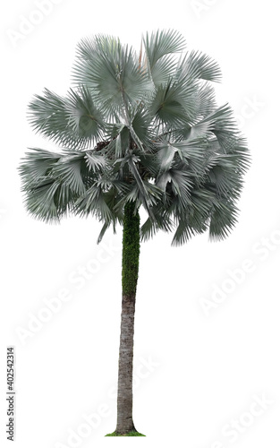 Valokuvatapetti Beautiful bismarck palm tree isolated on white background