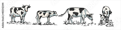 A set of cows. Black and white illustrations in a realistic style. Vector.