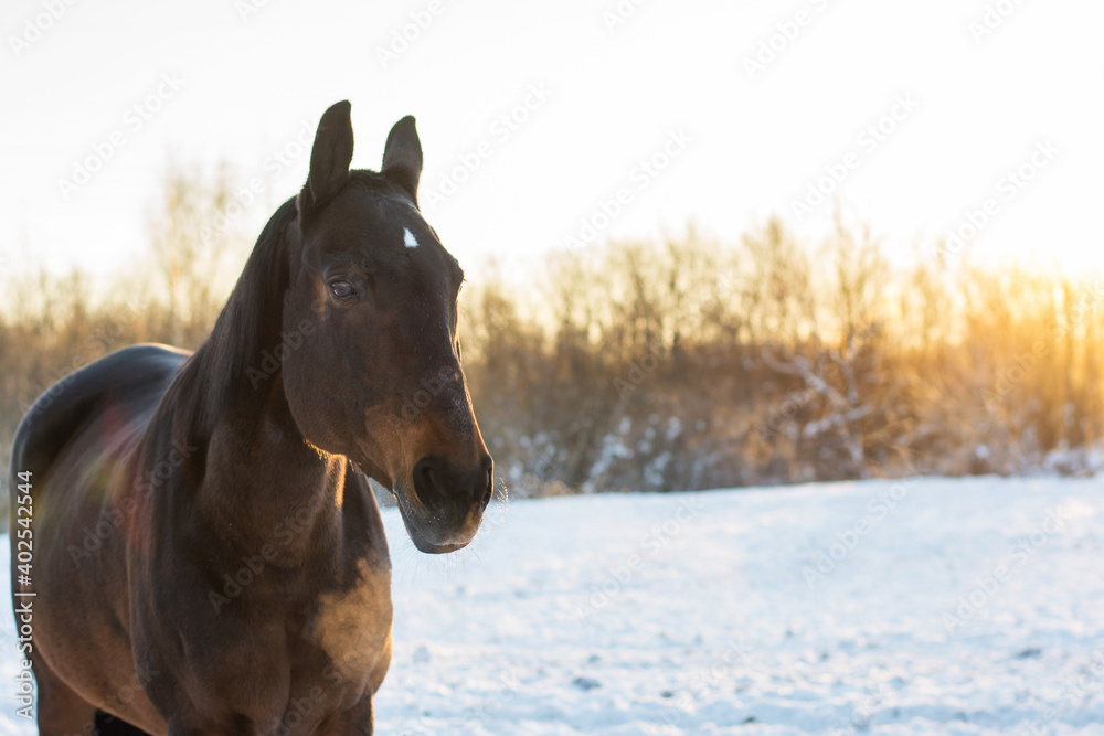 portrait of a bay horse in a winter forest in the sun portrait of a bay horse in a winter forest in the sun