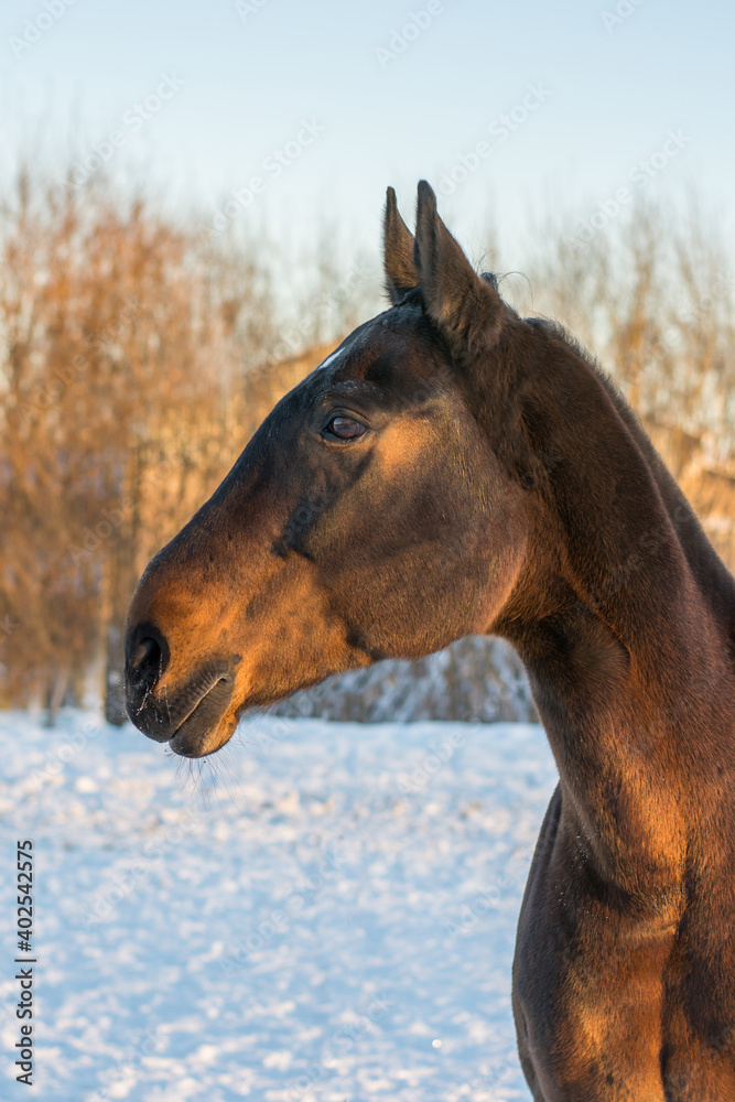 portrait of a bay horse in a winter forest in the sun