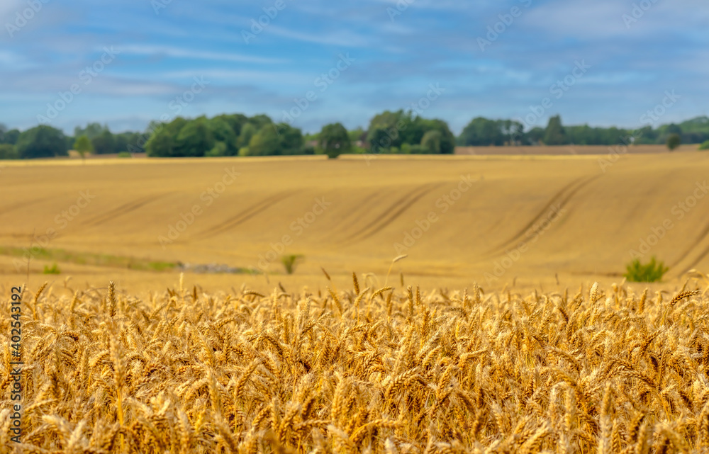 Naklejka premium Wheat field in the summer