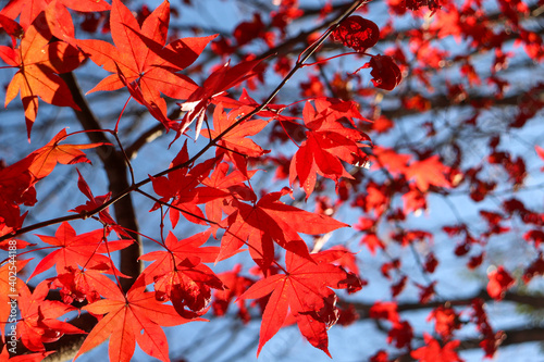 赤い もみじ 紅葉 綺麗 鮮やか 夕焼け 秋 オレンジ