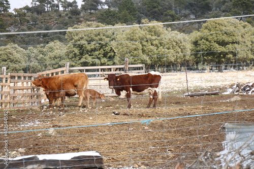 cows in farm © elgofi