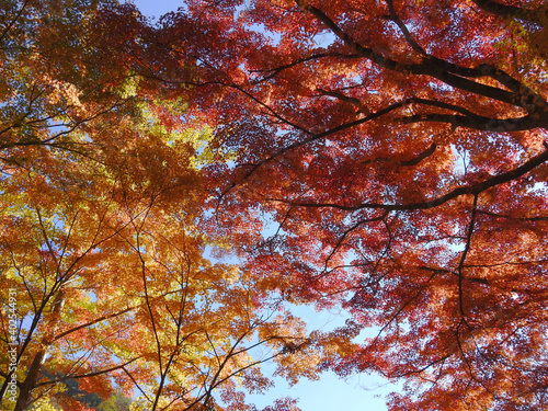 秋の三原色