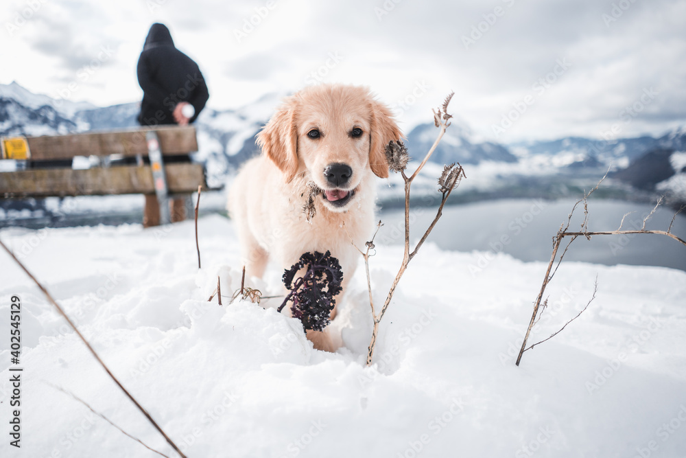 Happy golden retriever puppy motion in snow, Switzerland