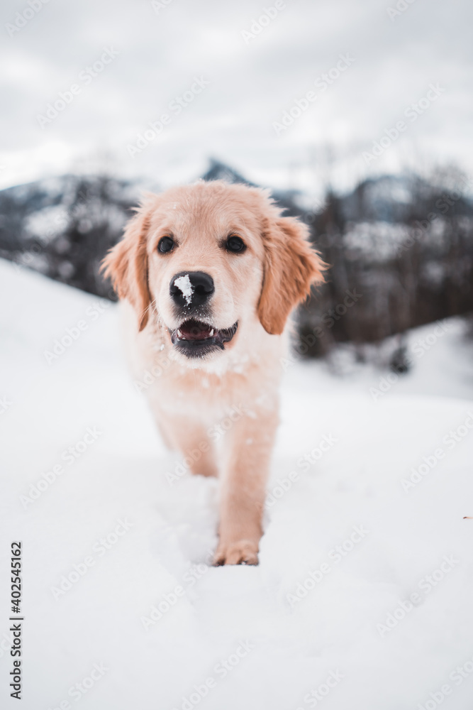 Happy golden retriever puppy motion in snow, Switzerland