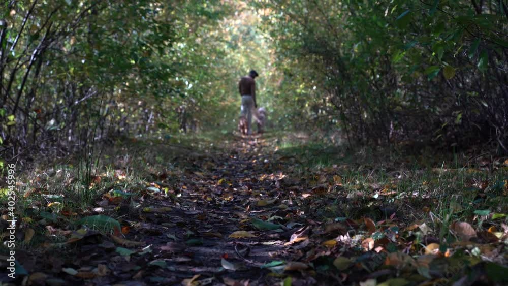 afro american man is walking in the forest with two dogs afro american man is walking in the forest with two dogs
