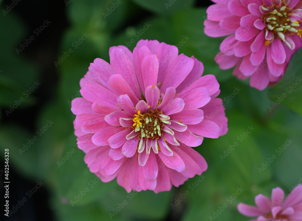Bright pink zinnia flower on blurred natural green background. Is a popular ornamental plant Scientific name: Zinnia violacea Cav.Zinnia was formerly known as Youth and Old Age.
Bright pink zinnia flower on blurred natural green background. Is a popular ornamental plant Scientific name: Zinnia violacea Cav.Zinnia was formerly known as Youth and Old Age.