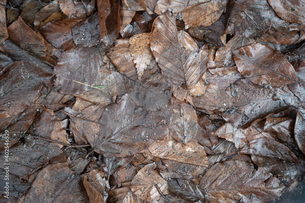 bark texture. Autumn leaves